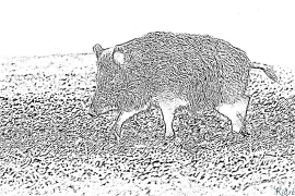 boar Masamba Osindikiza Osindikiza